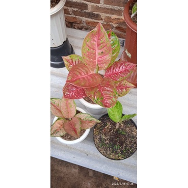 PAKETAN AGLONEMA MAHASETY OBAMA LOD