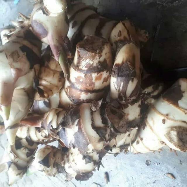 Umbi ganyong putih 1kg