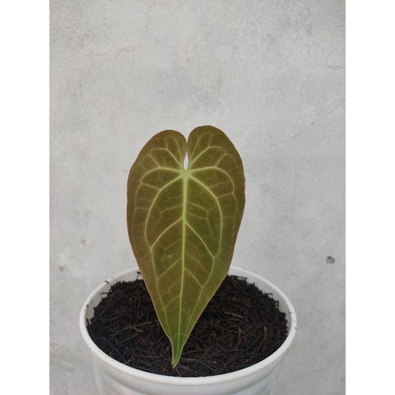 Anthurium Magnifikum Verde