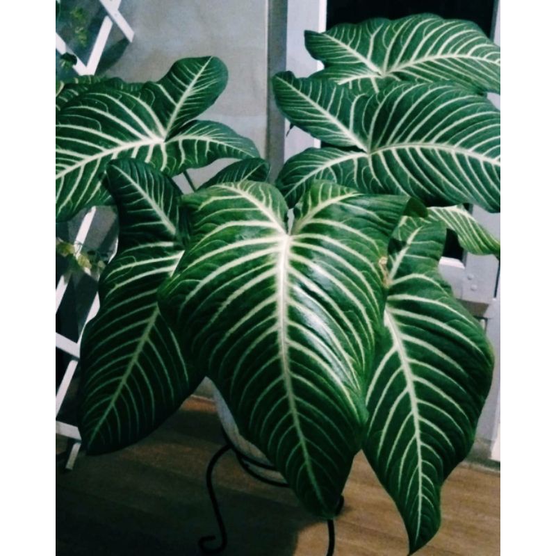 caladium lindenii / magnifikum xanthosoma lindeni