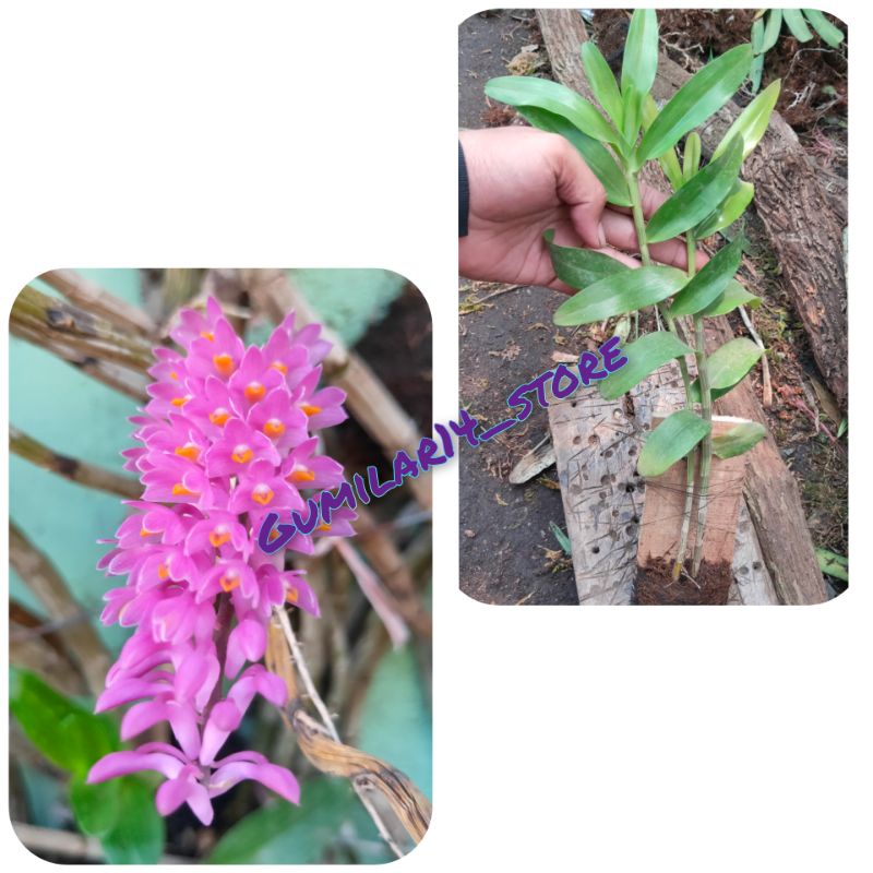 Anggrek Dendrobium Secundum Remaja