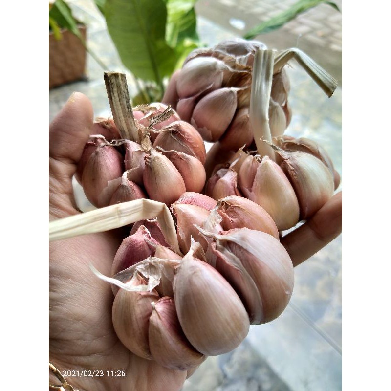 

Bawang putih