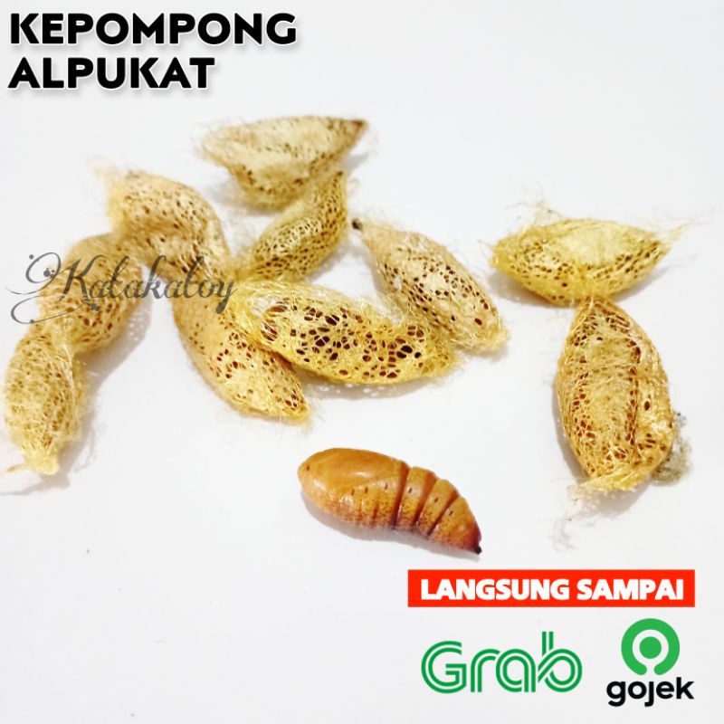 ADK KEPOMPONG ALPUKAT UMPAN BAWAL UMPAN LELE Entung Alpukat Kepompong Umpan Jitu Bawal Galatama Umpa