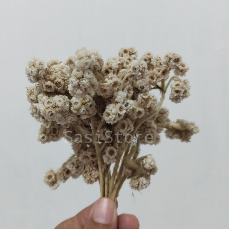 bunga edelweis, bunga kering