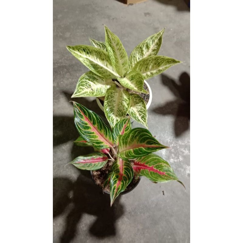 aglonema white legacy dan red sunset