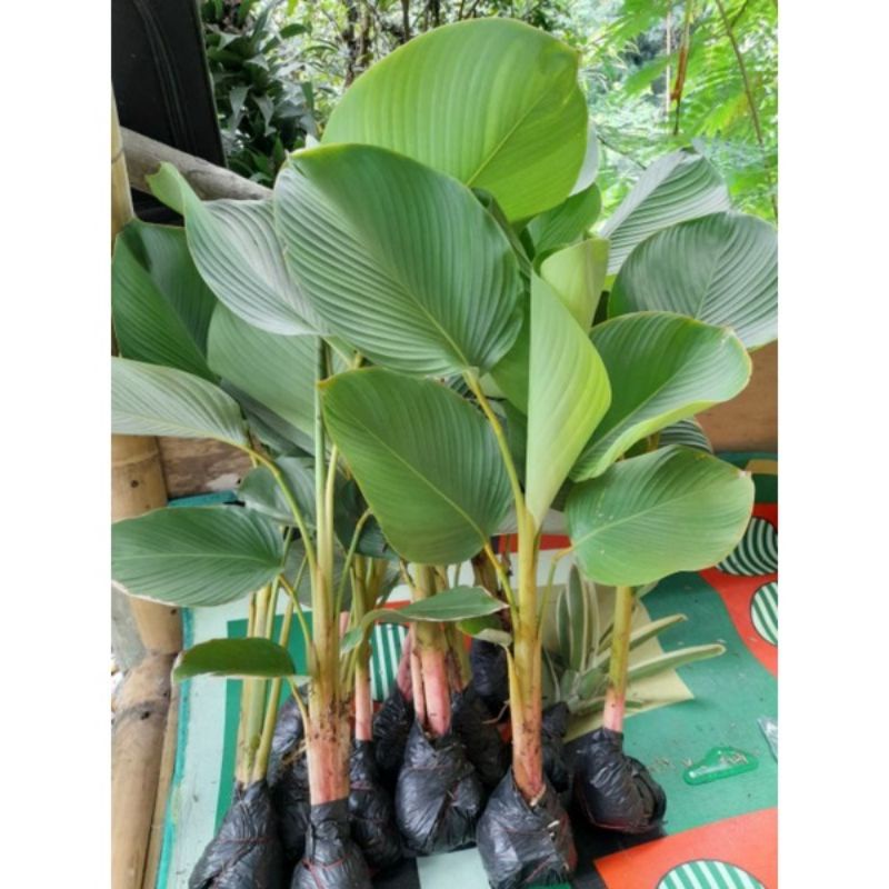 TANAMAN HIAS CALATHEA LUTHEA - TANAMAN HIAS PISANG CALATHEA / CALATHEA PISANG TANAMAN HIAS CALATHEA LUTEA