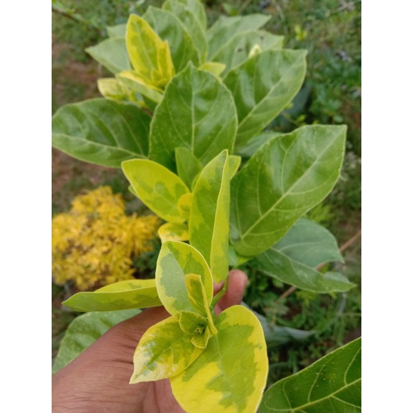 bibit | bahan bonsai sancang varigata