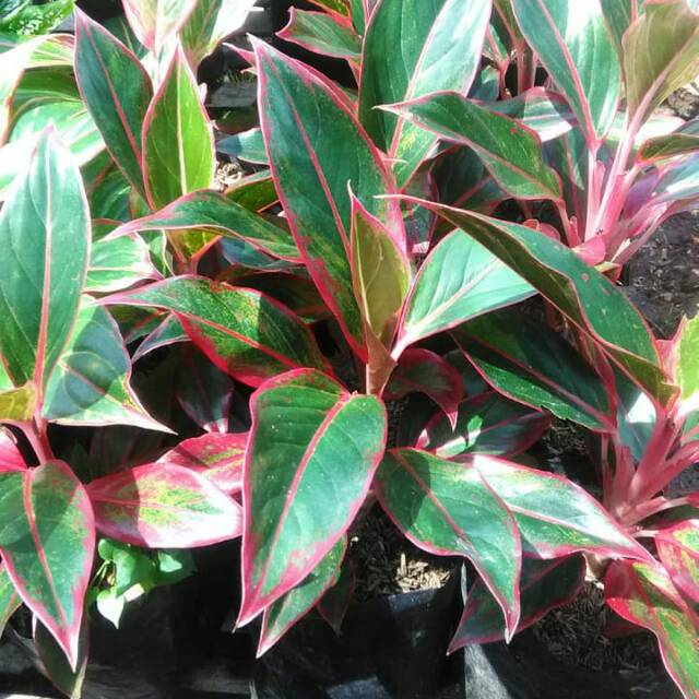 Tanaman Hias Pot Aglonema Lipstik