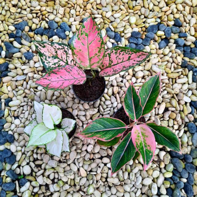 [✅COD] PAKET AGLONEMA - 3 POHON / BUNGA AGLONEMA / TANAMAN HIAS AGLONEMA PAKET MURAH MERIAH