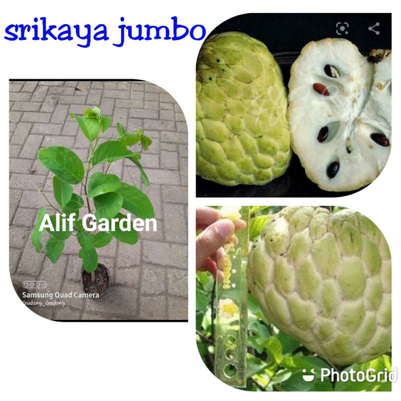 Bibit Srikaya JUMBO