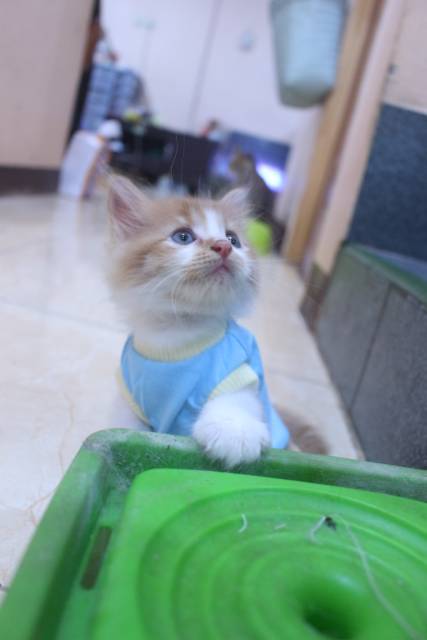 Kaos polos biru laut lucu untuk kucing dan anjing / baju kucing murah size S M L XL