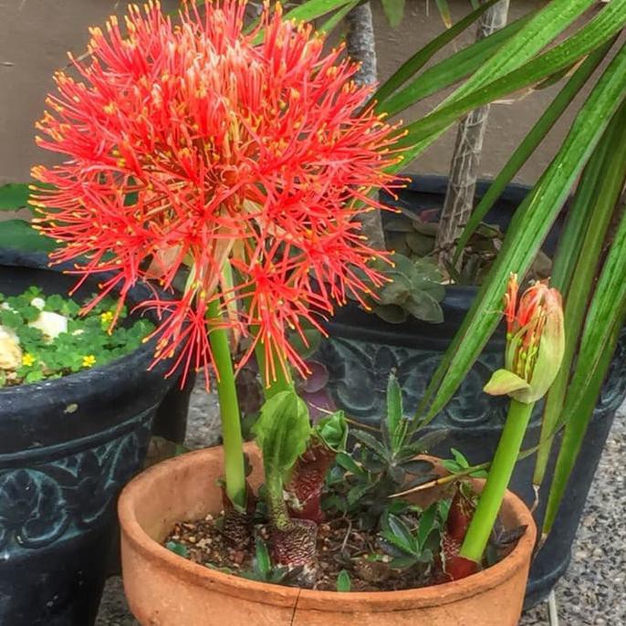 Bibit Tanaman Hias Bunga Blood Lily/Bunga Desember/Kembang Api Merah i3n