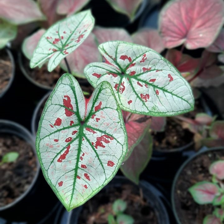 Caladium Wonderland Tanaman Hias Cantik