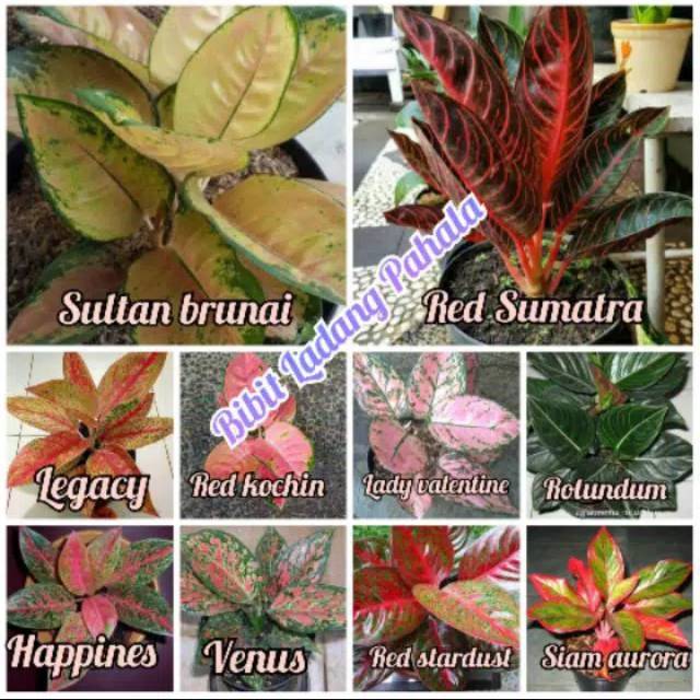 Paket 10 Batang Bunga Aglonema Beraneka Macam & Warna