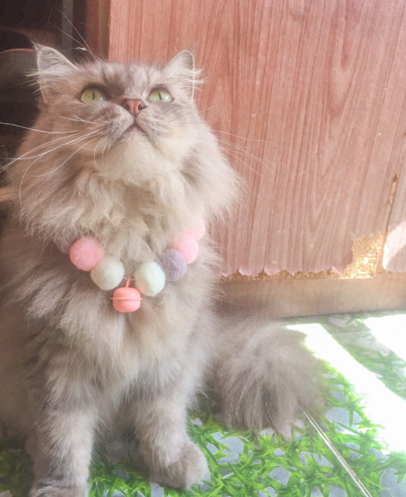 Kalung Elastis Dengan Bola Bulu Plush Untuk Kucing