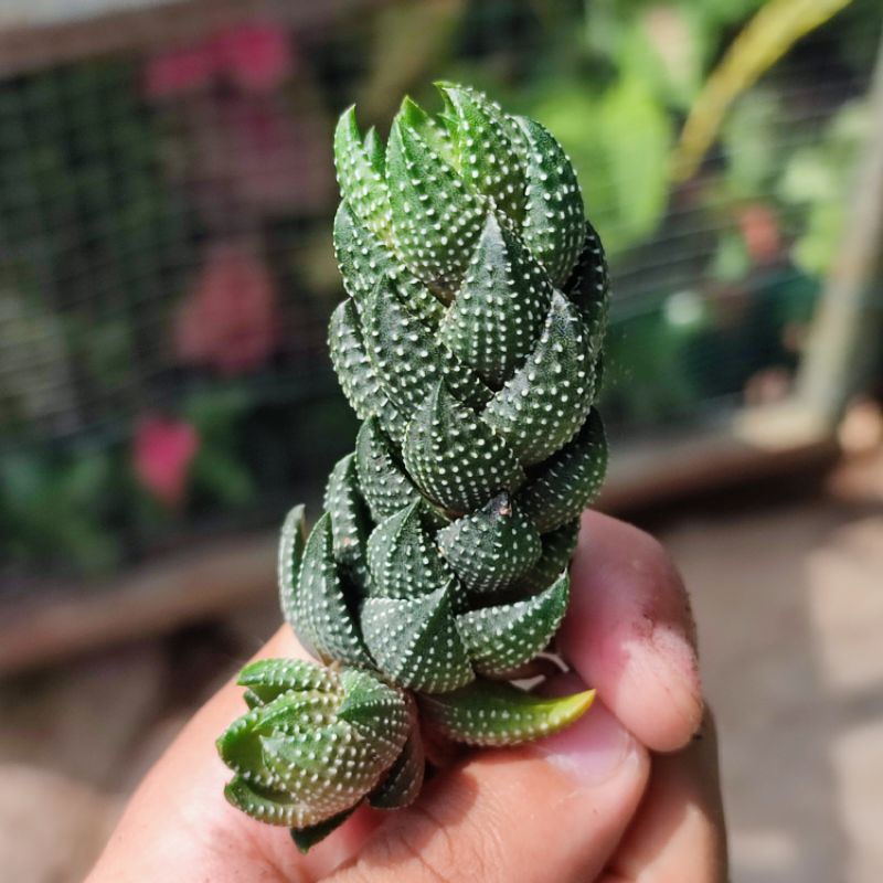 Haworthia coarctata tower sukulen unik