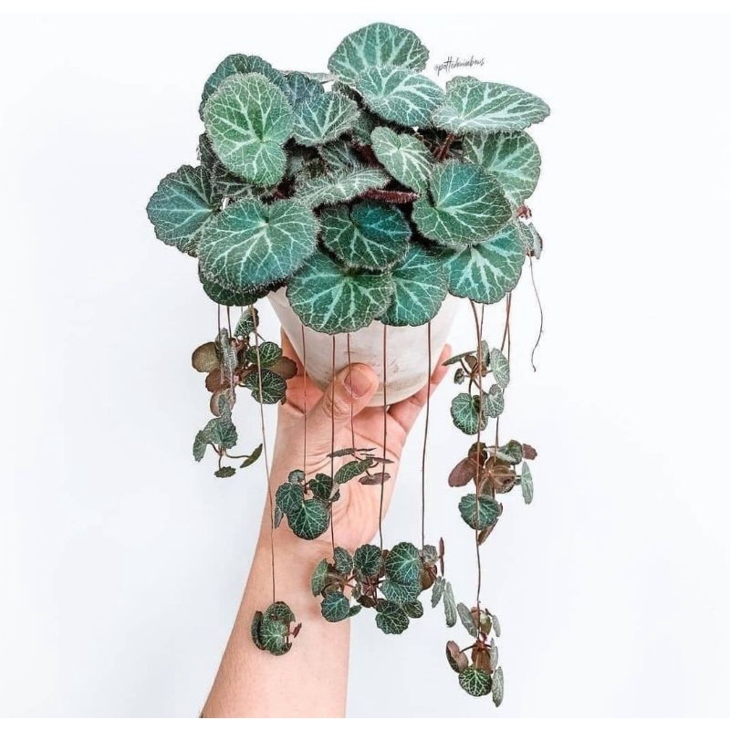 tanaman hias begonia vilea/kuping macan indukan