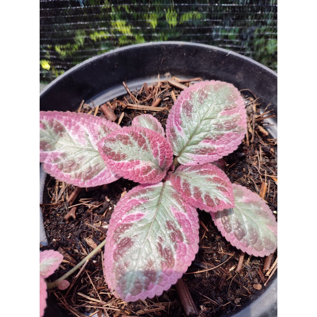 Episcia Cleopatra Bunga Hias Episcia Import Tanaman Episcia Cleopatra Murah Berkualitas