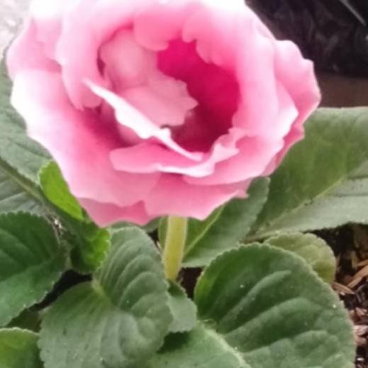 

Stok masih banyakGloxinia pinkNo.(A37B48)F