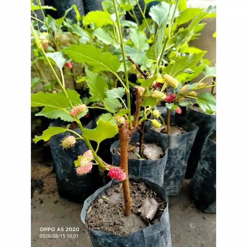 tanaman buah murbei (besaran)