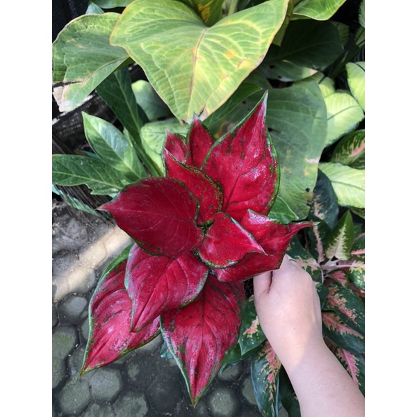 Aglaonema red queen