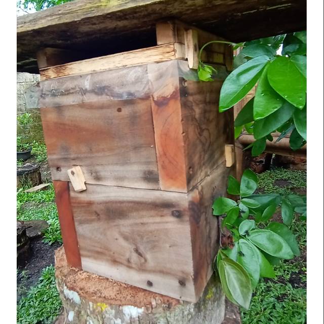 Bibit lebah Jenis itama di STUFF/KOTAK