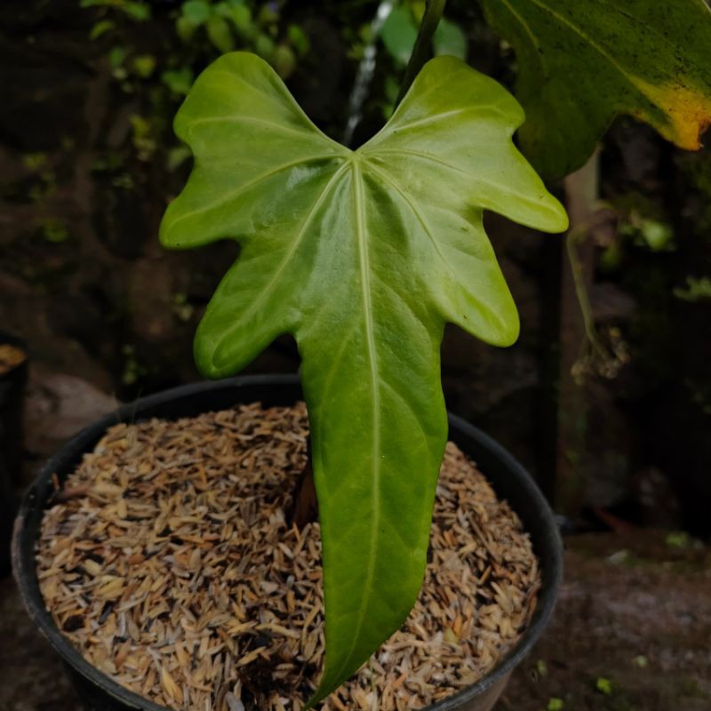 Tanaman Hias Anthurium Macrolobium | Anturium Jari | Dedaunan