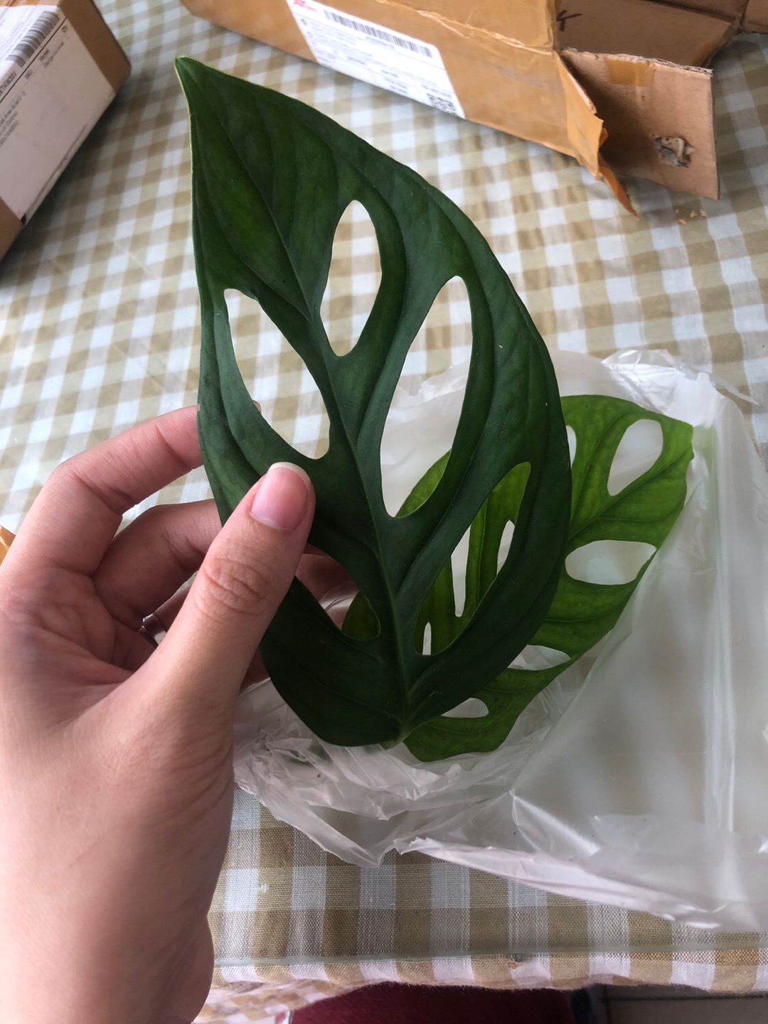 Bonggol Fresh Cutting Janda Bolong