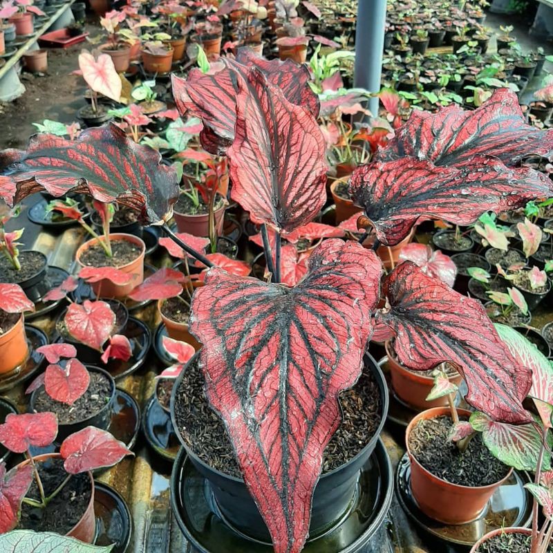 Bonggolan Caladium keladi red stone - Seedling Plant Shop