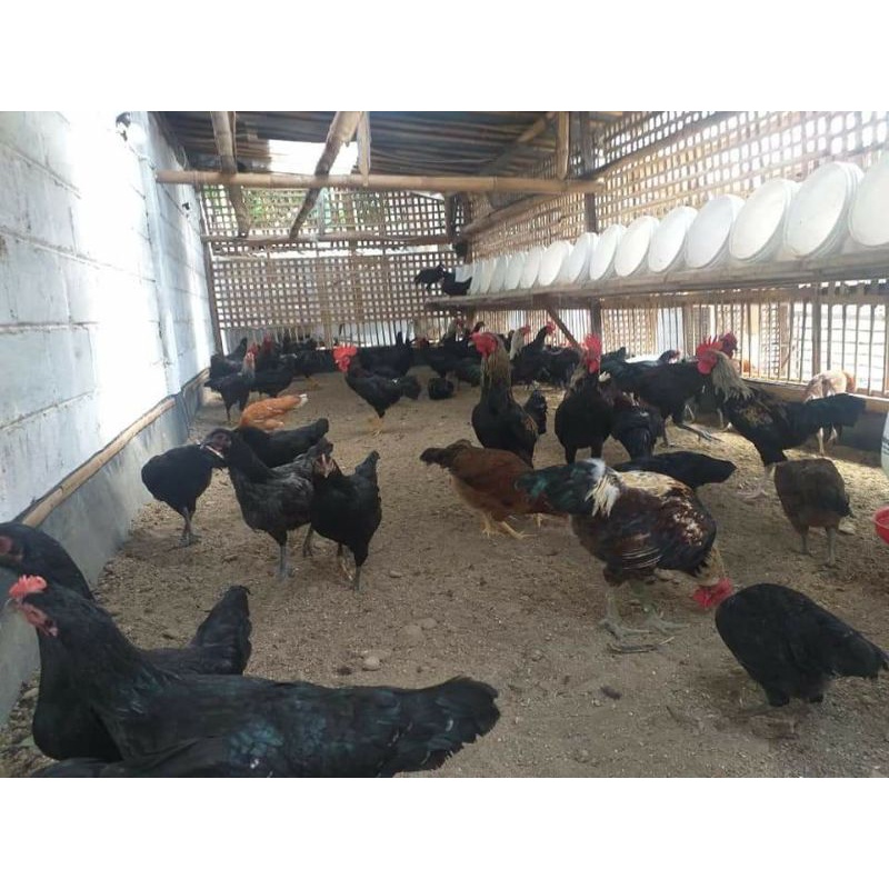 TELUR AYAM KUB PARENT STOK INDUKAN JUMBO UNTUK DITETASKAN