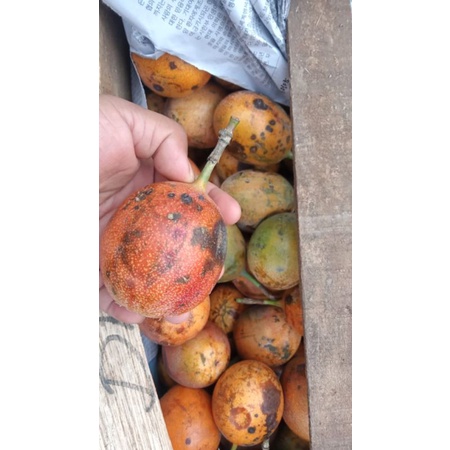 

BUAH MARKISA, BUAH OBAT, SEGER UNTUK MINUMAN OBAT DLL