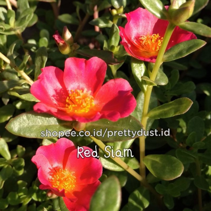 Krokot Duna Red Siam