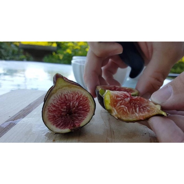 PROMO HOT PRODUCT  TANAMAN BIBIT BUAH TIN BLACK MADEIRA BERGARANSI