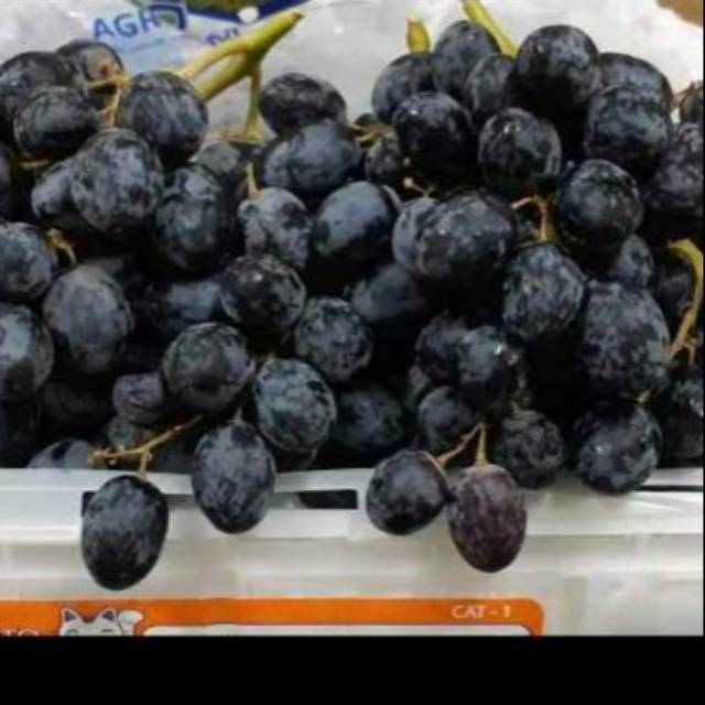 

Anggur Auntum hitam 100 rb per kg