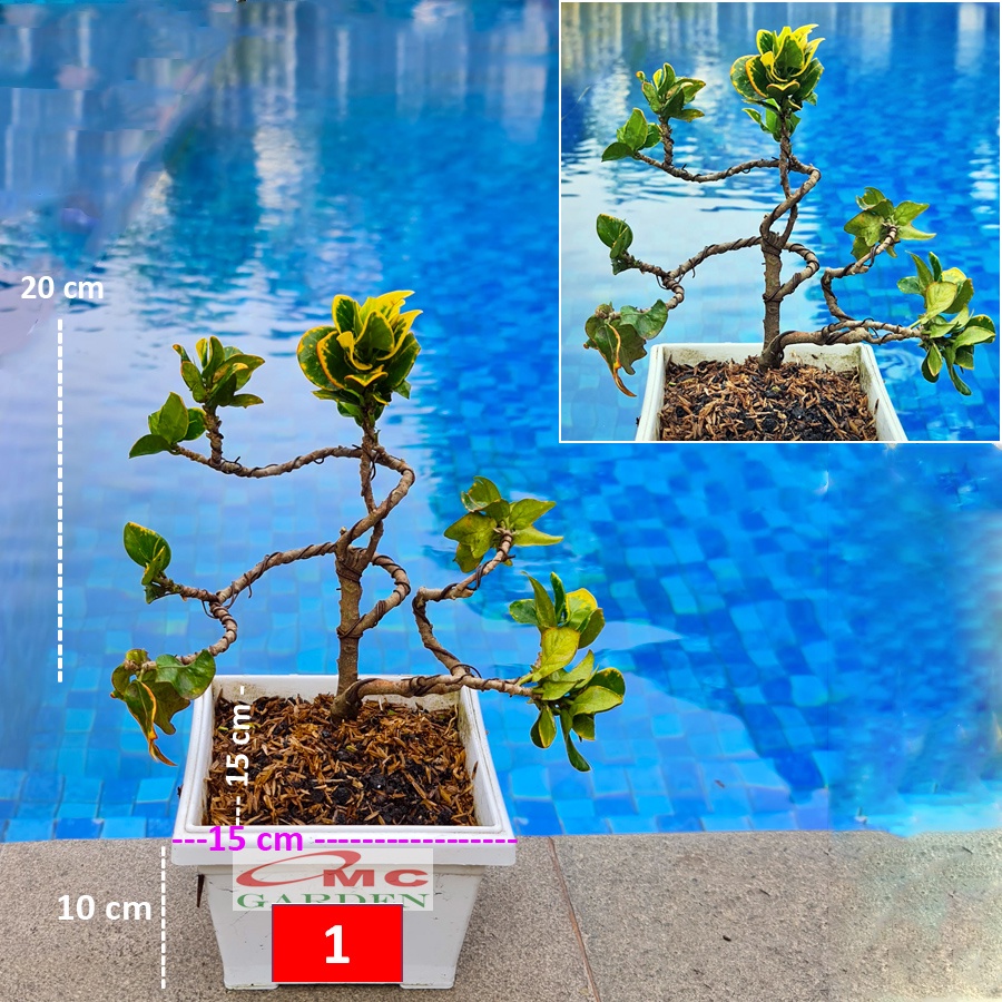 Tanaman Hias Pohon Bonsai Mame Puring Croton Emping Jengkol Coin Mawar B-PR-EMPING-002