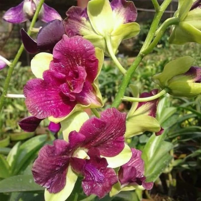 Pohon Anggrek Dendrobium Tongcai 3 Lips Dewasa /