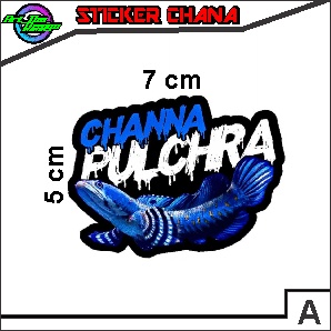 Sticker Channa Pulchra Limbata Auranti Andrao Awas Ikan Galak 001