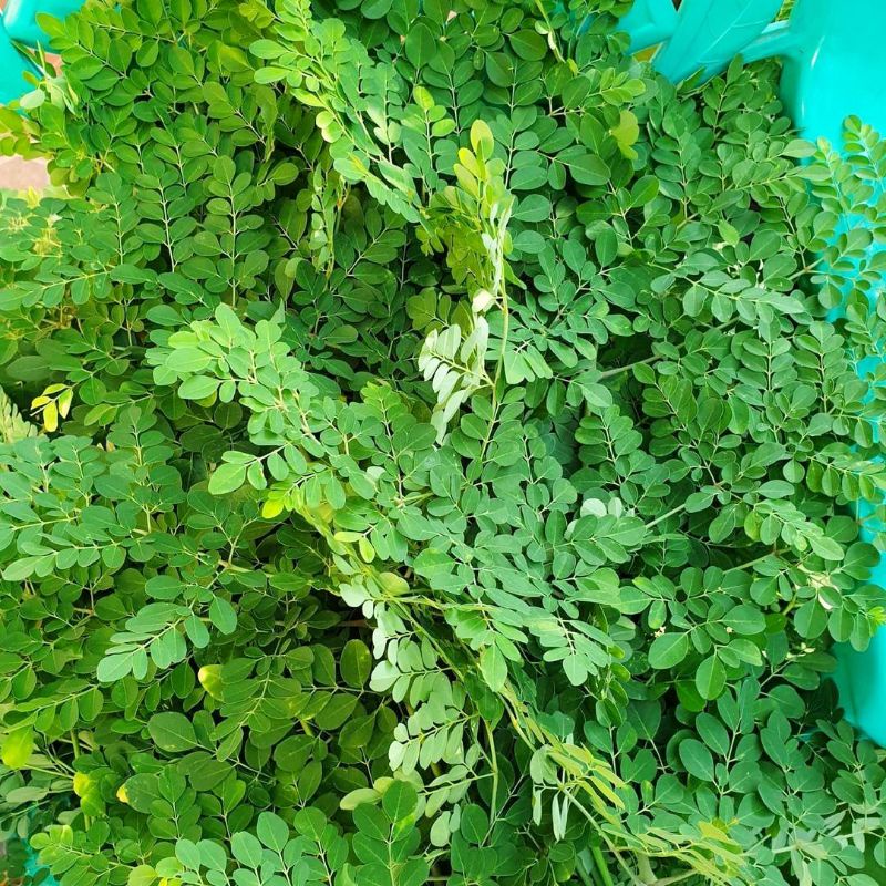 

Daun Kelor Segar Baru Dipetik (500 Gram)
