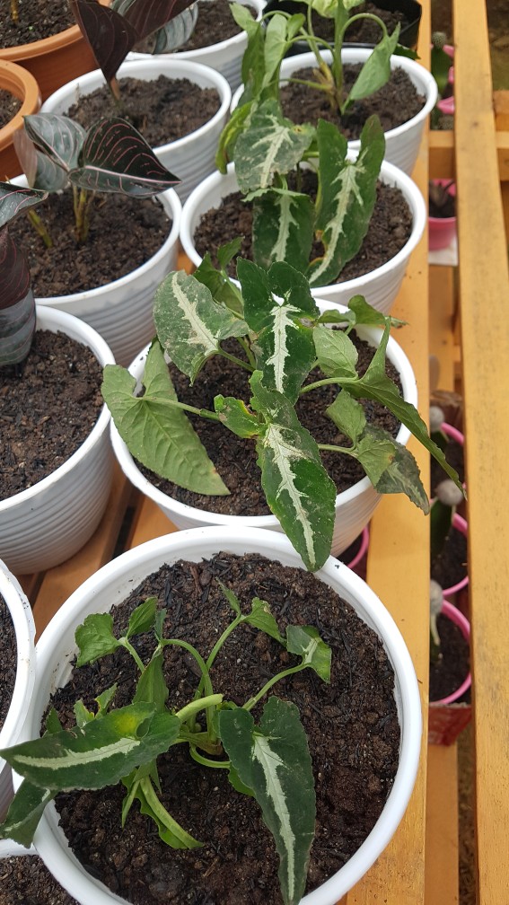 Keladi Syngonium Rayii (min : 10 Plant)