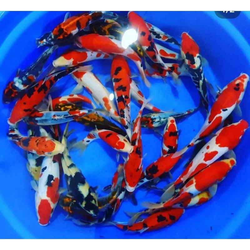 IKAN KOI BLITAR CANTIK SIZE 15-20 CM