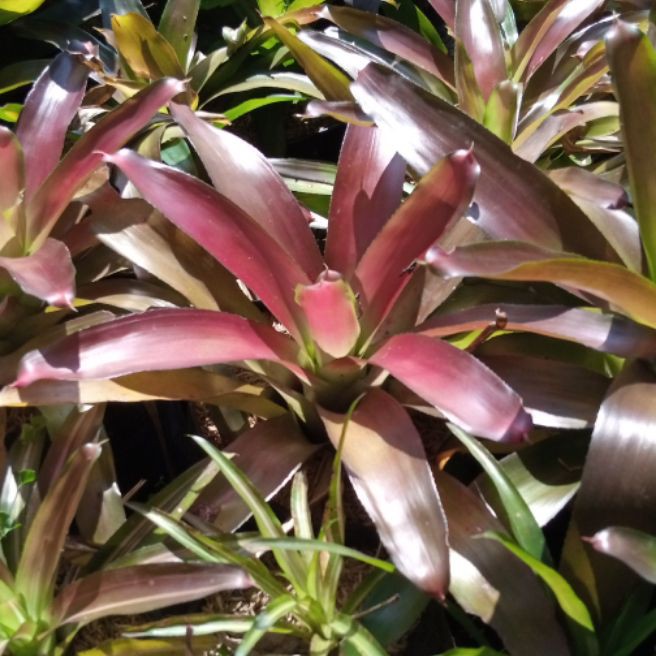 tanaman hiyas bunga pohon nanas merah