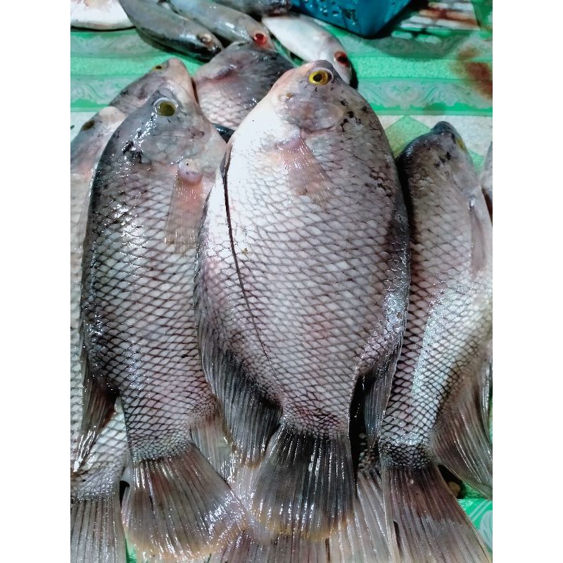 

IKAN GURAME