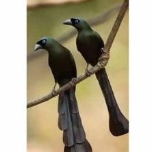 burung murai papua sepasang ( jantan-betina )