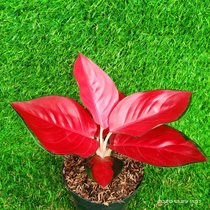 SUKSOM // aglonema suksom // aglonema murah