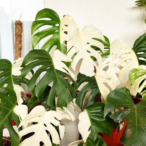 bonggol monstera deliciosa variegata - tanaman monstera variegata albo