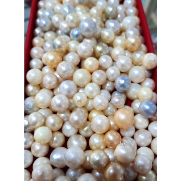 Mutiara Air Laut Asli Lombok | Mutiara Lombok Original