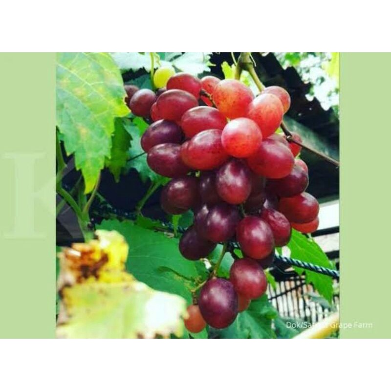 

Anggur Import Jenis Ninel