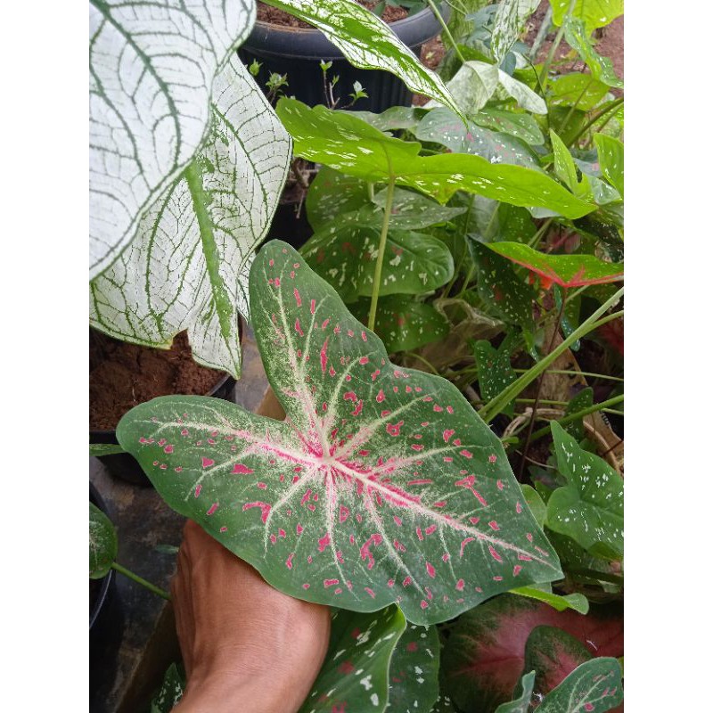 keladi bercak merah garis putih