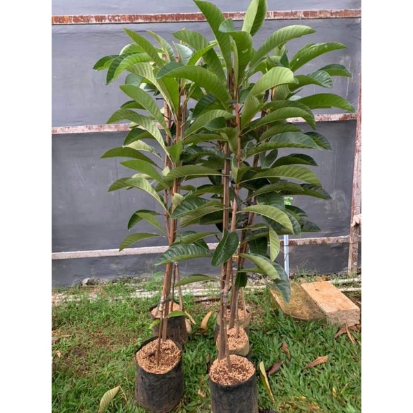 mamey sapote samsu lorito/bibit tanaman sambung susu/lorito/sawo