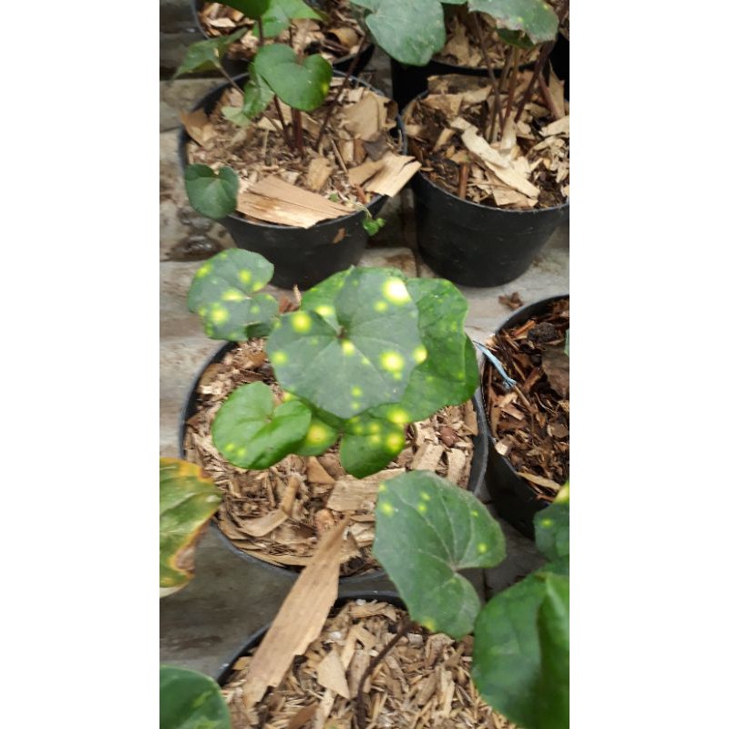 

farfugium